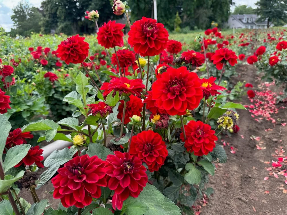 Dahlia 'Vixen' (Vixen Dahlia) — Northwest Blooms